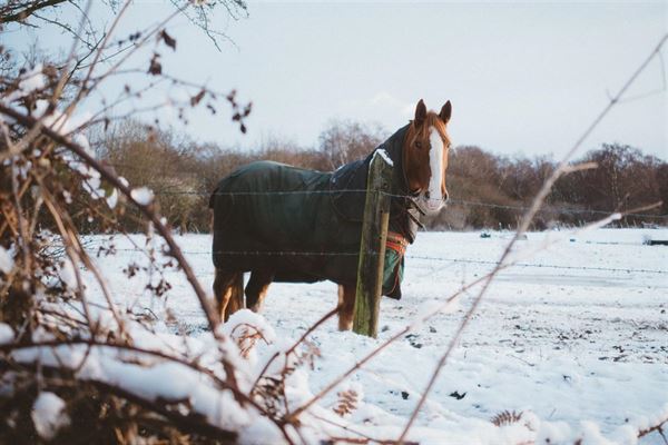 Går din hest ude om vinteren? Sådan holder du den varm